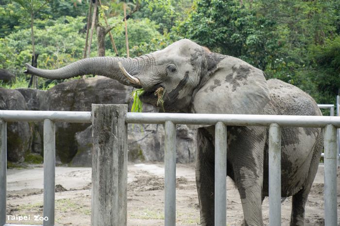大象也有上課時間！臺北市立動物園邀民眾認識非洲象訓練與行為豐富化